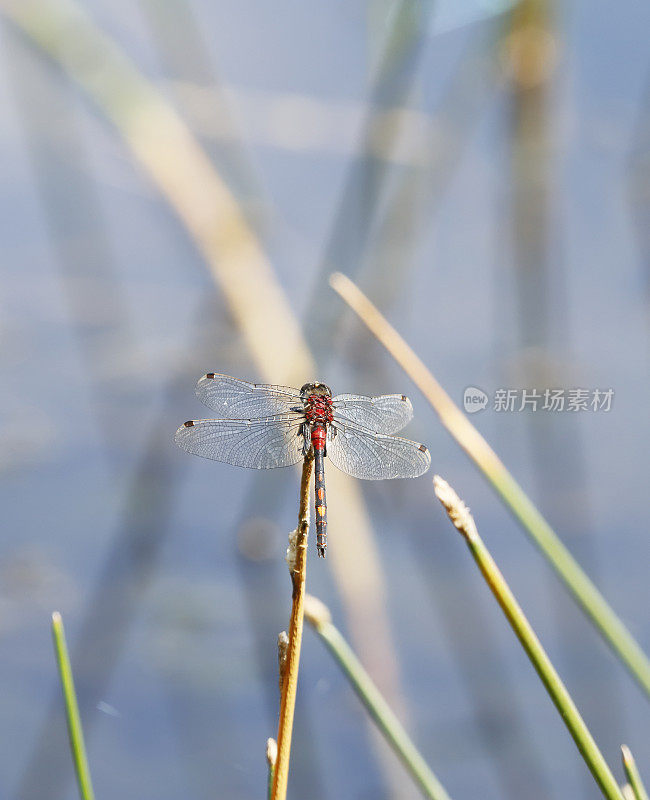 白面飞镖蜻蜓(Leucorrhinia dubia)雄性